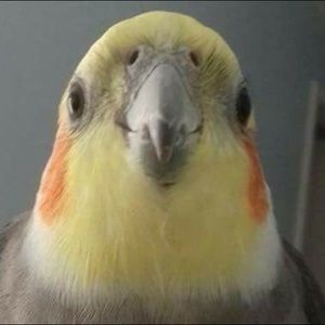 Meet your Posher, Hazel